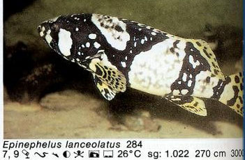 Epinephelus lanceolatus
